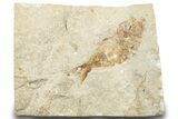 Cretaceous Fossil Fish - Lebanon #248373-1